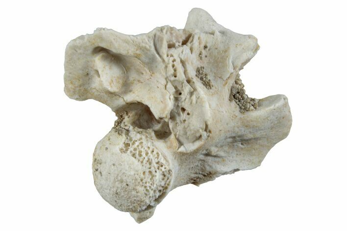 Fossil Sea Snake (Palaeophis) Vertebra - Morocco #261617